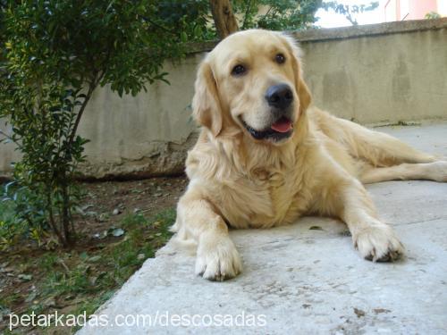 odi Erkek Golden Retriever