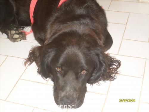 zeytin Erkek İngiliz Cocker Spaniel