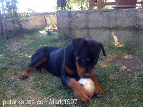 adonİs Erkek Rottweiler