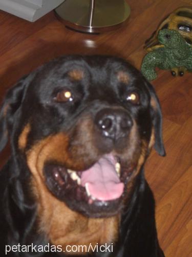 vicki Dişi Rottweiler