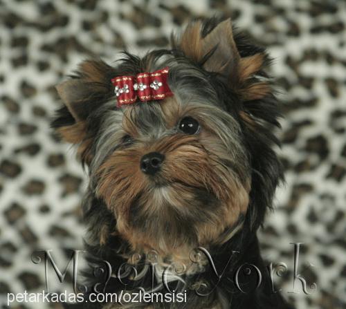 octavia Dişi Yorkshire Terrier