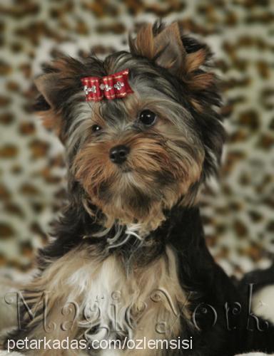 octavia Dişi Yorkshire Terrier