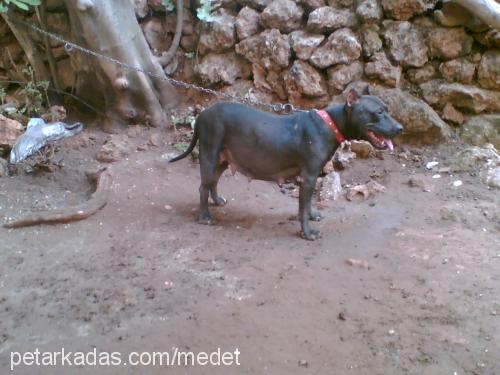 angel Dişi Amerikan Staffordshire Terrier