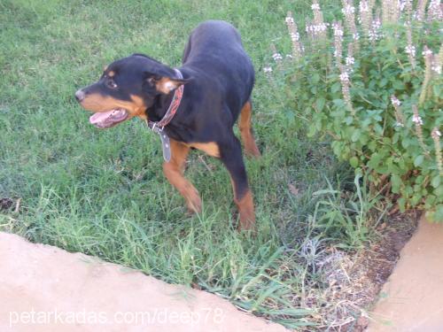 zeytin Dişi Rottweiler