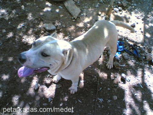 angel Dişi Amerikan Staffordshire Terrier