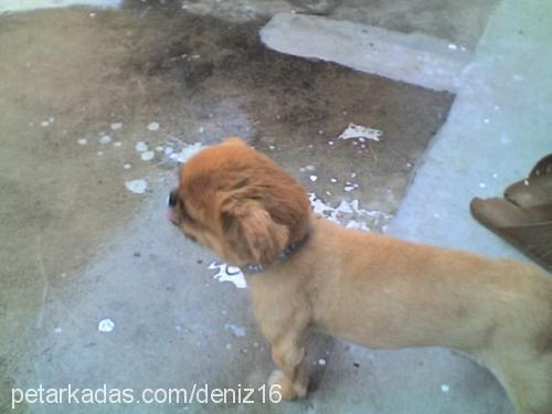 yumurta Dişi Tibetli Spaniel