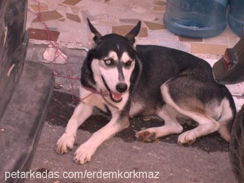 daisy Dişi Sibirya Kurdu (Husky)