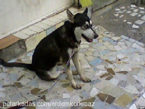 daisy Dişi Sibirya Kurdu (Husky)