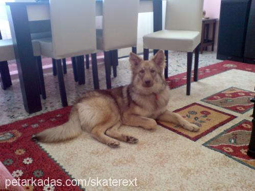 jitan Dişi Alaskan Malamute