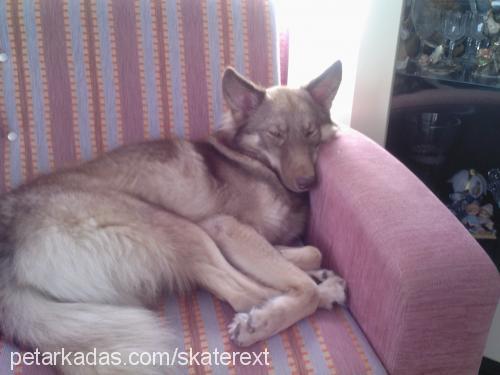 jitan Dişi Alaskan Malamute