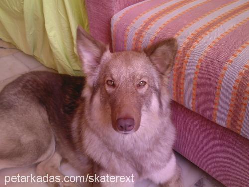 jitan Dişi Alaskan Malamute