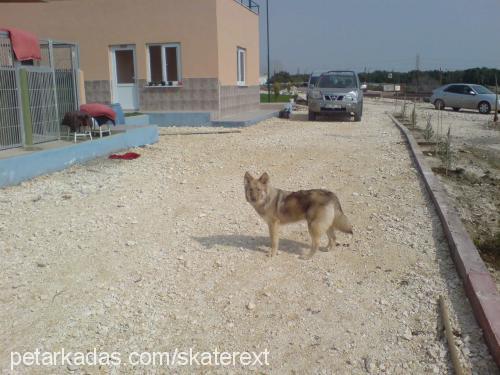 jitan Dişi Alaskan Malamute