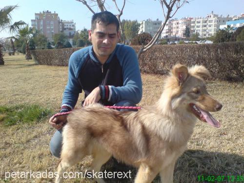 jitan Dişi Alaskan Malamute