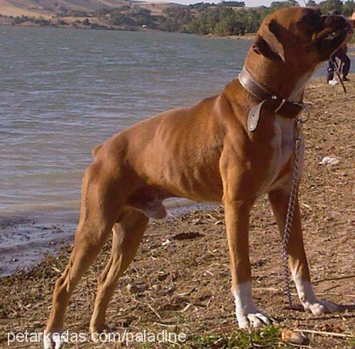 paŞa Erkek Boxer