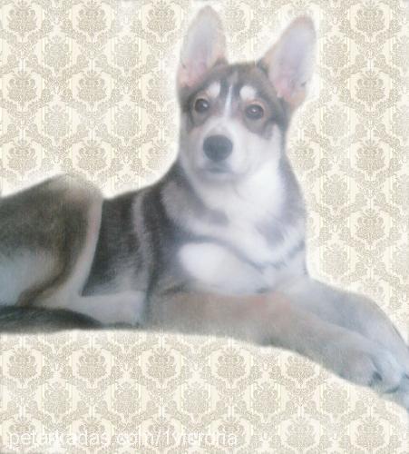 victoria Dişi Sibirya Kurdu (Husky)