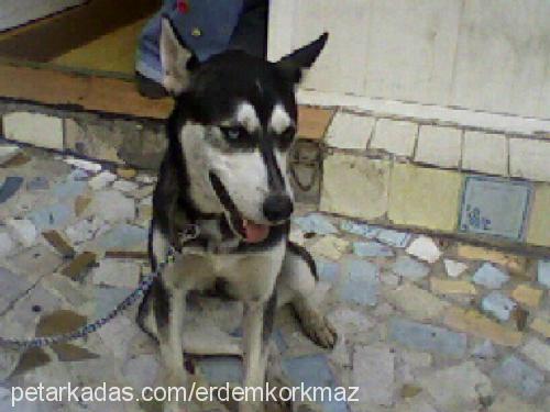 daisy Dişi Sibirya Kurdu (Husky)