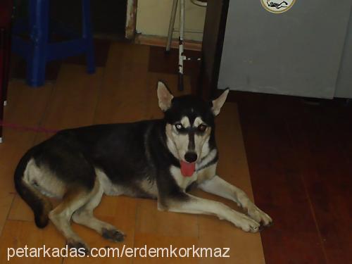 daisy Dişi Sibirya Kurdu (Husky)