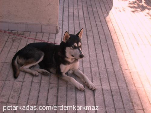 daisy Dişi Sibirya Kurdu (Husky)