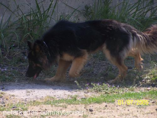 cİco Erkek Alman Çoban Köpeği