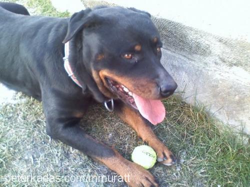 sindy Dişi Rottweiler