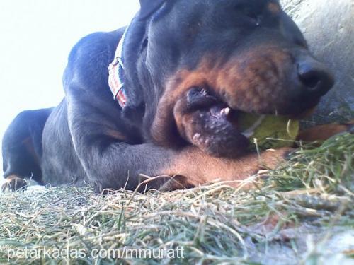 sindy Dişi Rottweiler