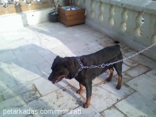 sindy Dişi Rottweiler