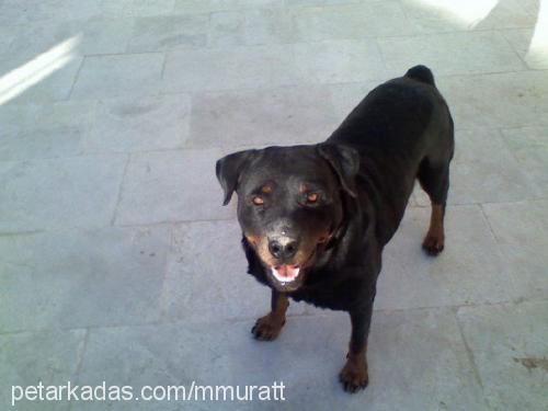 sindy Dişi Rottweiler