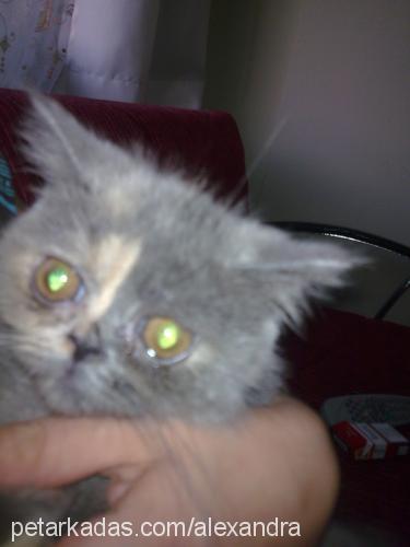 alex Dişi Exotic Shorthair