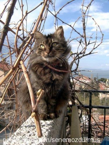 pipis Dişi Maine Coon