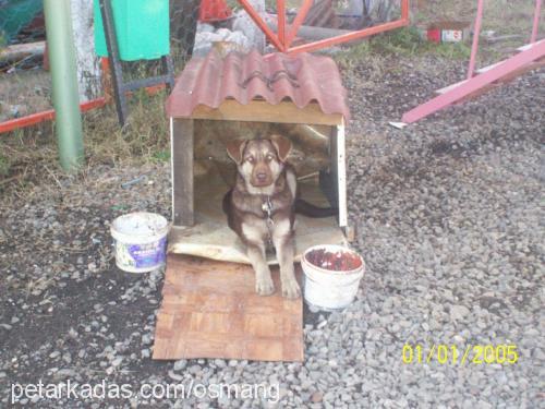 çakır Erkek Alman Çoban Köpeği