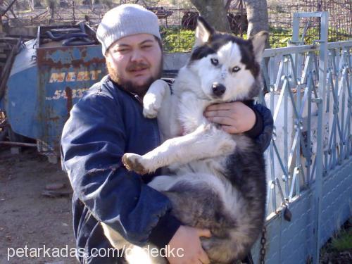 paşa Erkek Sibirya Kurdu (Husky)