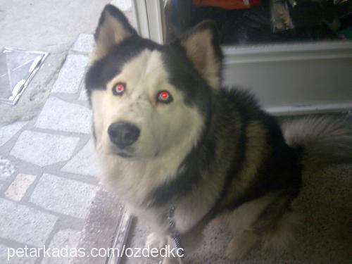 paşa Erkek Sibirya Kurdu (Husky)