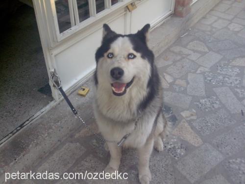 paşa Erkek Sibirya Kurdu (Husky)