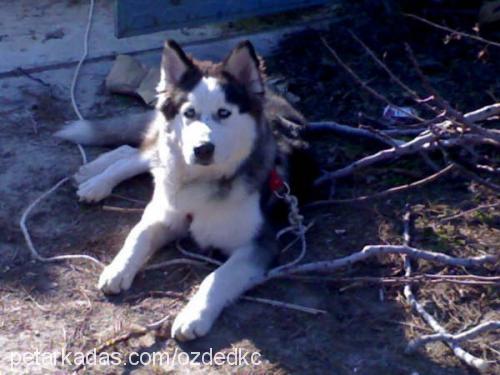 paşa Erkek Sibirya Kurdu (Husky)