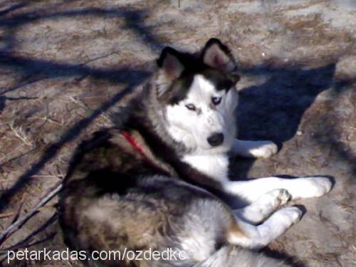 paşa Erkek Sibirya Kurdu (Husky)