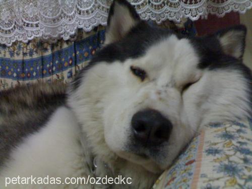 paşa Erkek Sibirya Kurdu (Husky)