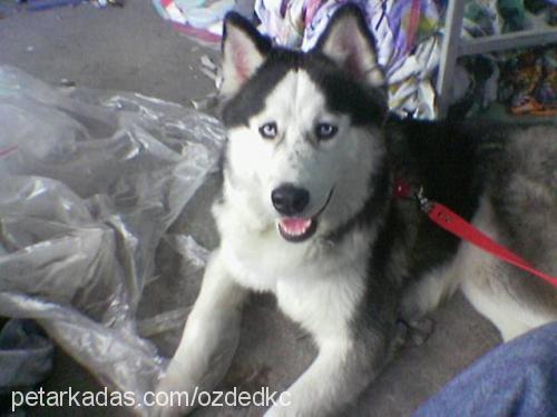 paşa Erkek Sibirya Kurdu (Husky)