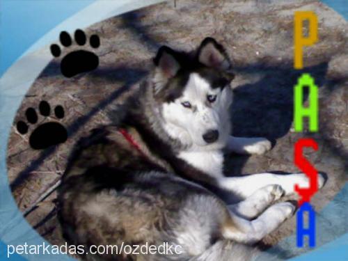 paşa Erkek Sibirya Kurdu (Husky)