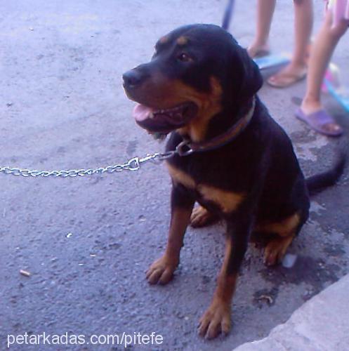 bo Dişi Rottweiler