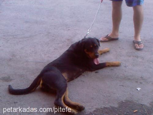 bo Dişi Rottweiler