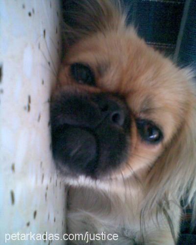 lolita Dişi Pekingese