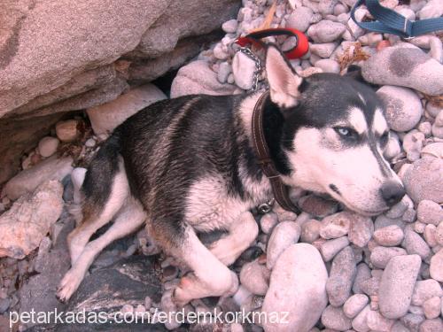 daisy Dişi Sibirya Kurdu (Husky)