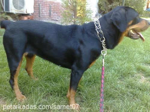 judie Dişi Rottweiler