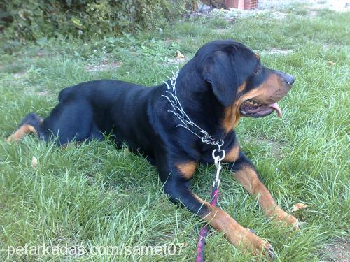 judie Dişi Rottweiler