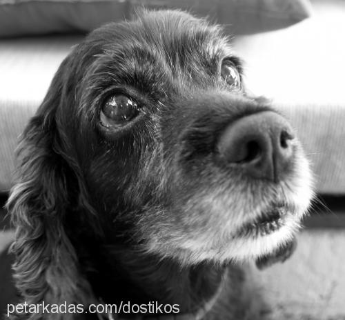 dost Dişi İngiliz Cocker Spaniel