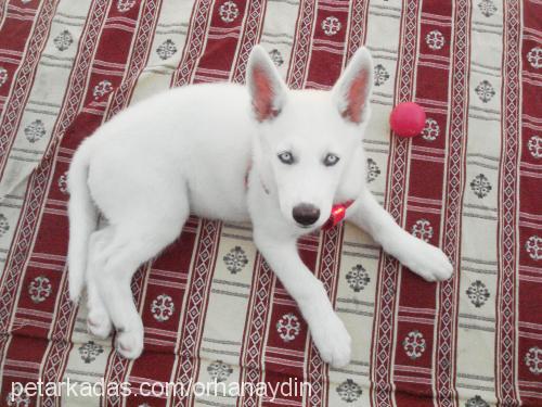 ares Erkek Sibirya Kurdu (Husky)