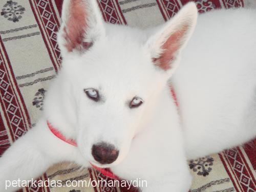 ares Erkek Sibirya Kurdu (Husky)