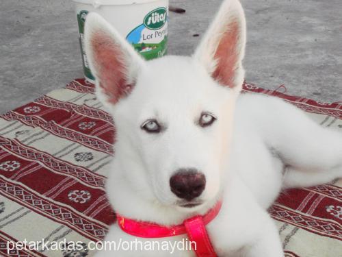 ares Erkek Sibirya Kurdu (Husky)