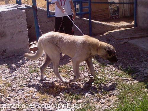 pascal Erkek Kangal