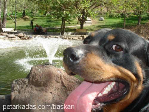 baskan Erkek Rottweiler